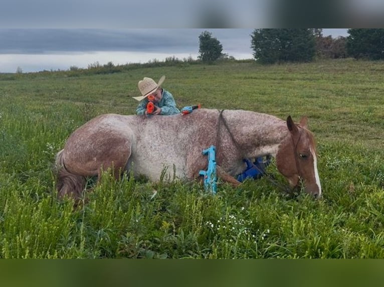 American Quarter Horse Mare 5 years 14,2 hh Roan-Red in Pikeville