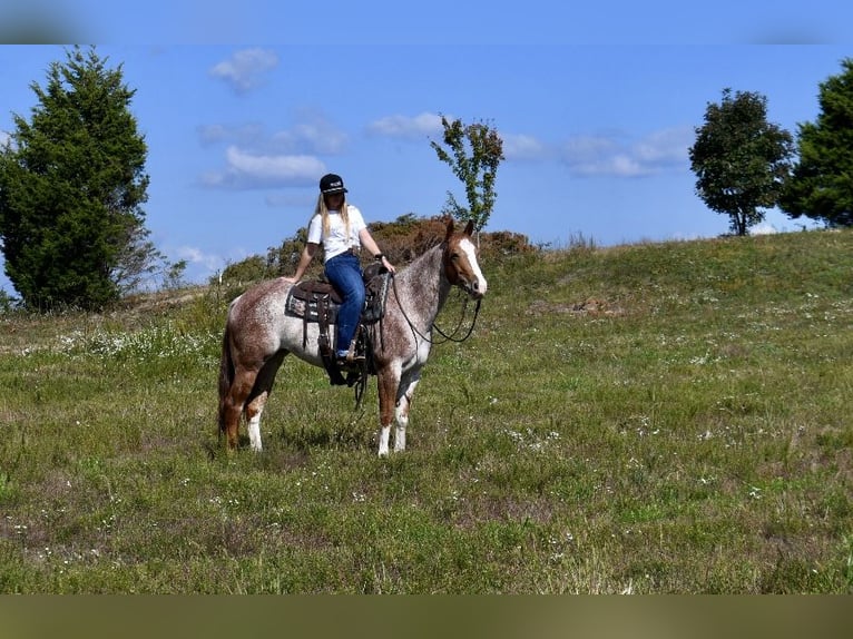 American Quarter Horse Mare 5 years 14,2 hh Roan-Red in Pikeville
