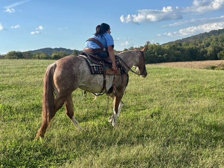 American Quarter Horse Mare 5 years 14,2 hh Roan-Red in Pikeville