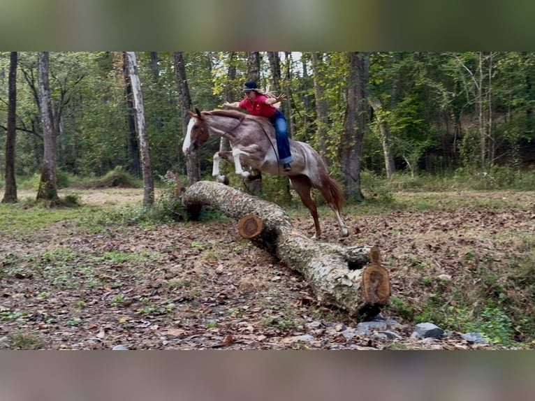 American Quarter Horse Mare 5 years 14,2 hh Roan-Red in Pikeville