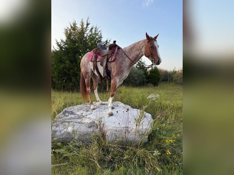 American Quarter Horse Mare 5 years 14,2 hh Roan-Red in Pikeville