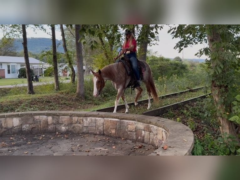 American Quarter Horse Mare 5 years 14,2 hh Roan-Red in Pikeville