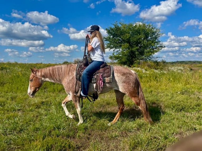American Quarter Horse Mare 5 years 14,2 hh Roan-Red in Pikeville