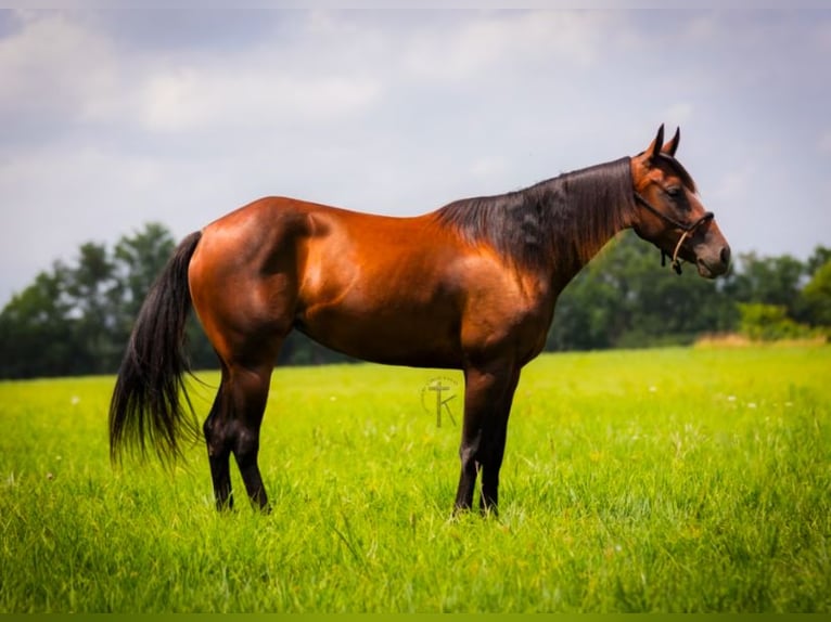American Quarter Horse Mare 5 years 14,3 hh Bay in Dadeville