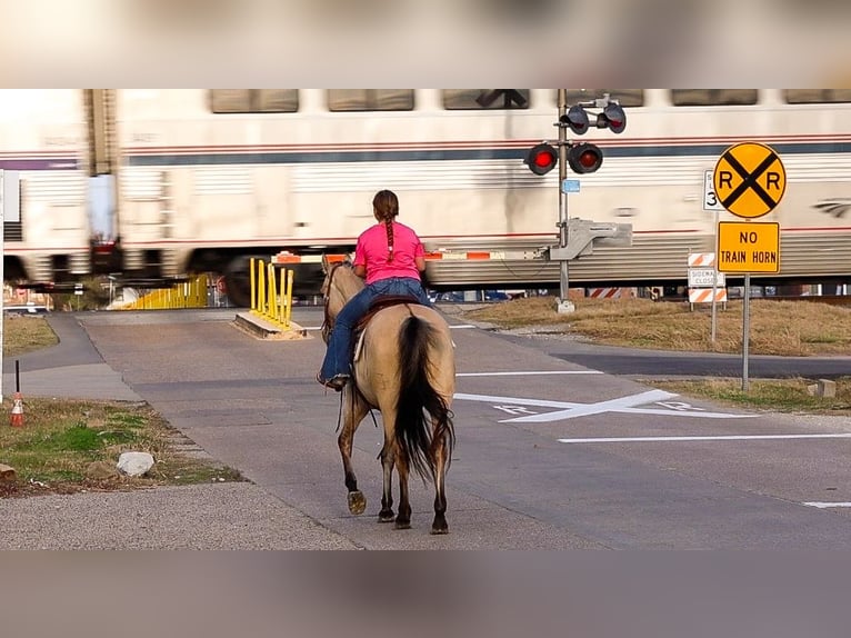 American Quarter Horse Mare 5 years 14,3 hh Buckskin in Forney