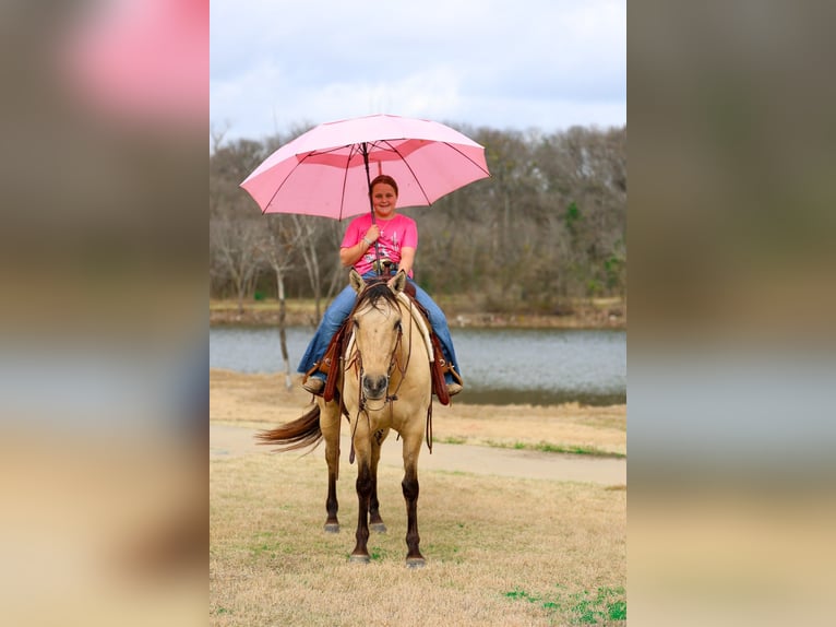 American Quarter Horse Mare 5 years 14,3 hh Buckskin in Forney