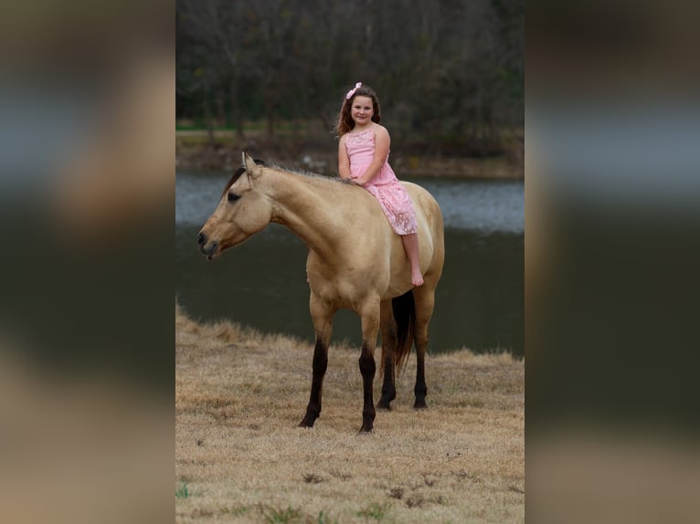 American Quarter Horse Mare 5 years 14,3 hh Buckskin in Forney