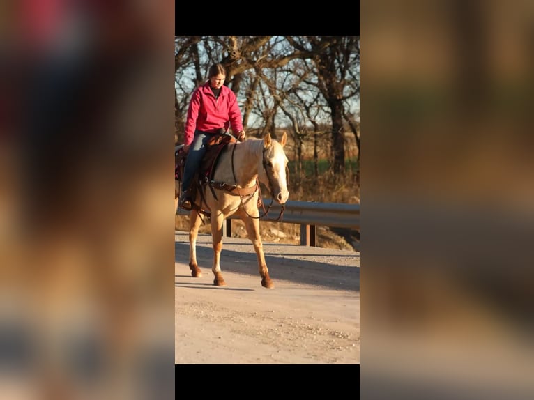American Quarter Horse Mare 5 years 14,3 hh Palomino in Elgin