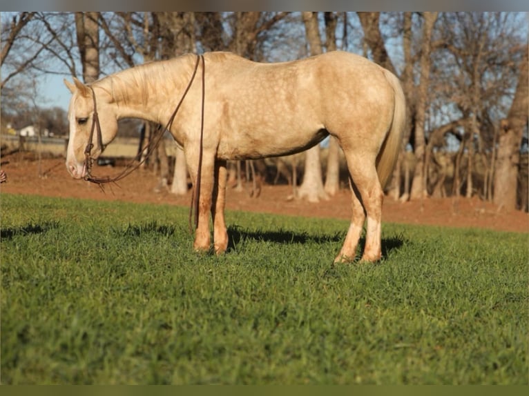American Quarter Horse Mare 5 years 14,3 hh Palomino in Elgin
