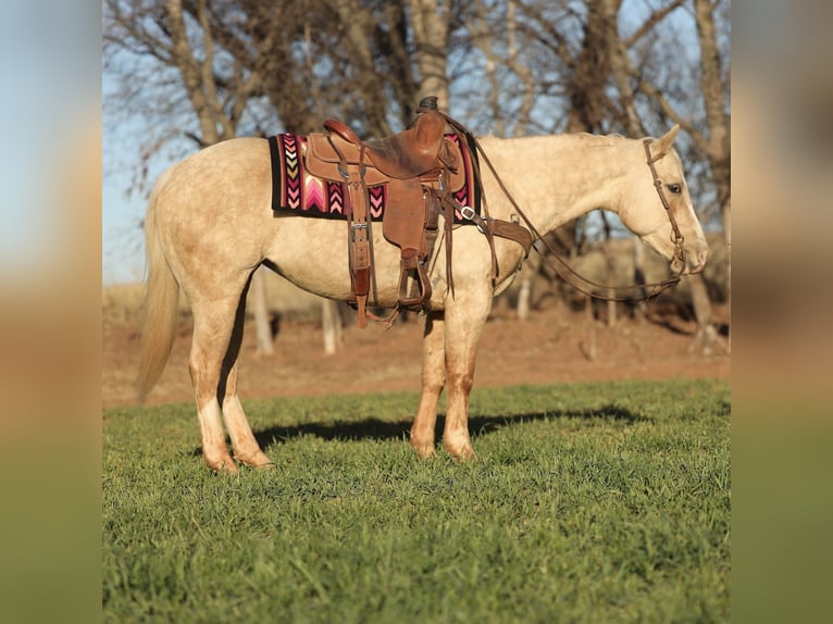 American Quarter Horse Mare 5 years 14,3 hh Palomino in Elgin