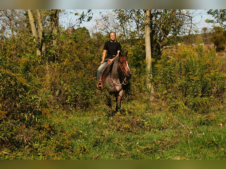 American Quarter Horse Mare 5 years 14,3 hh Roan-Bay in Fresno