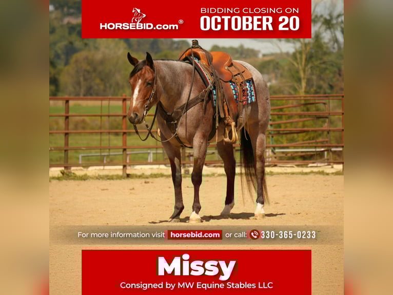 American Quarter Horse Mare 5 years 14,3 hh Roan-Bay in Fresno