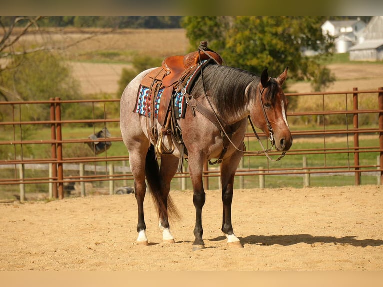 American Quarter Horse Mare 5 years 14,3 hh Roan-Bay in Fresno