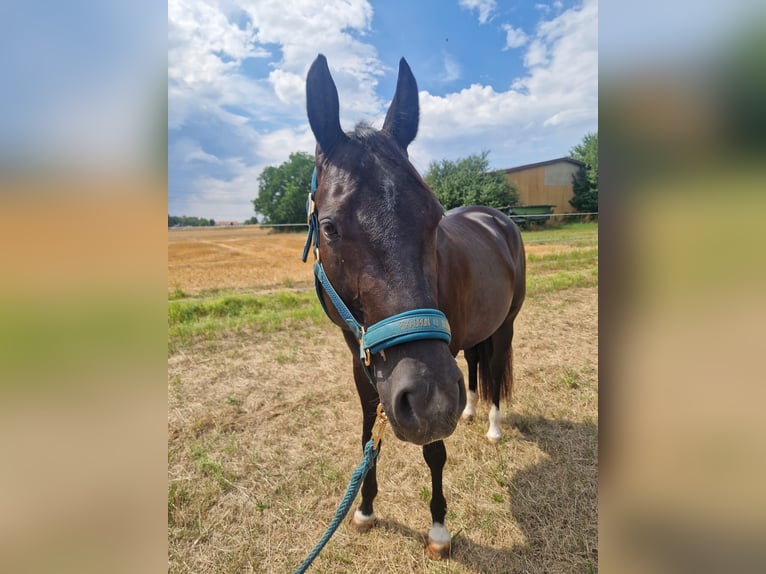 American Quarter Horse Mare 5 years 15.1 hh Black in Korntal-Münchingen