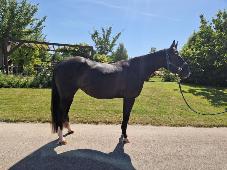 American Quarter Horse Mare 5 years 15.1 hh Black in Korntal-Münchingen