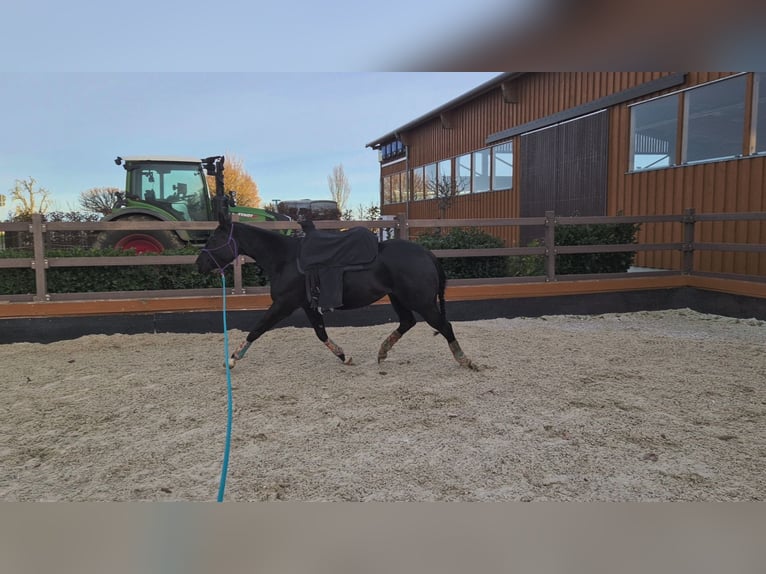 American Quarter Horse Mare 5 years 15.1 hh Black in Korntal-Münchingen