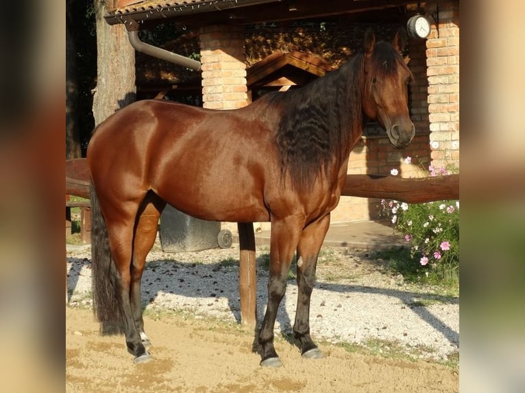 American Quarter Horse Mare 5 years 15,1 hh Brown in Marcelová