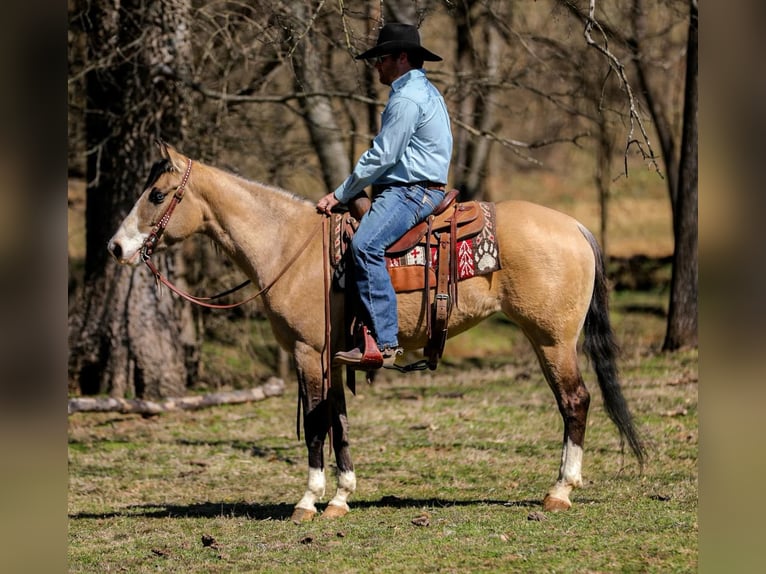 American Quarter Horse Mare 5 years 15,1 hh Buckskin in Santa Fe, TN