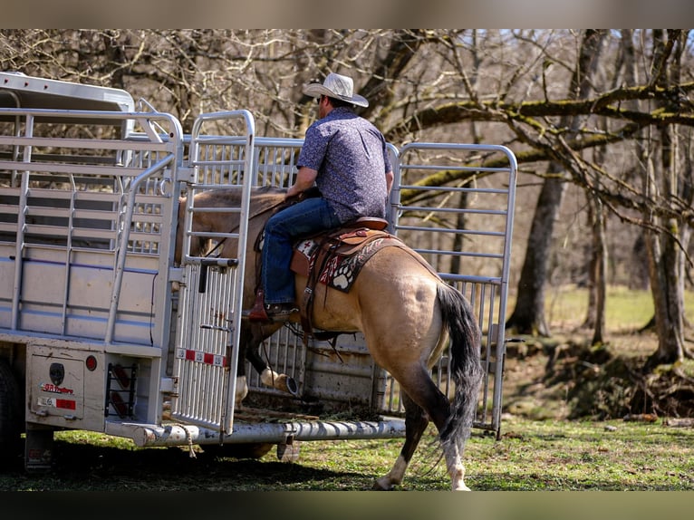 American Quarter Horse Mare 5 years 15,1 hh Buckskin in Santa Fe, TN