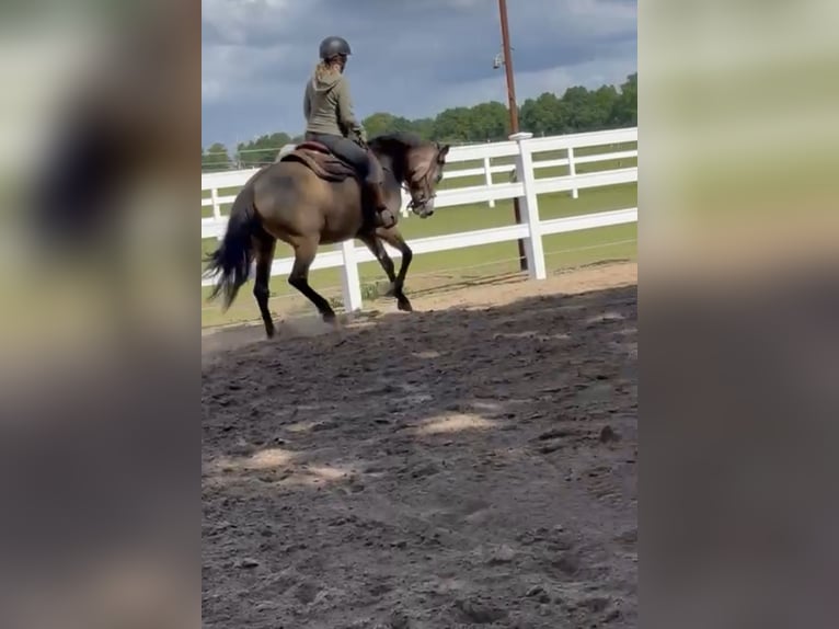 American Quarter Horse Mix Mare 5 years 15.1 hh Buckskin in Battenberg (Eder)