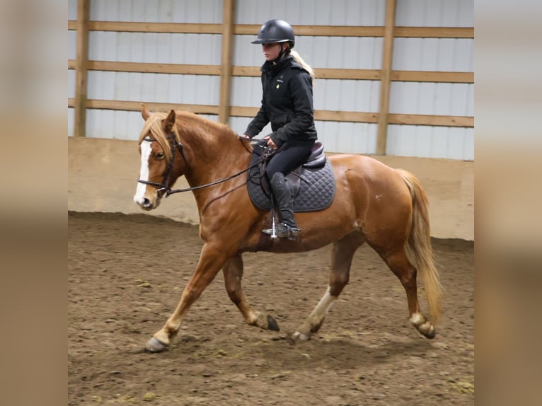 American Quarter Horse Mix Mare 5 years 15.1 hh Chestnut in Howell
