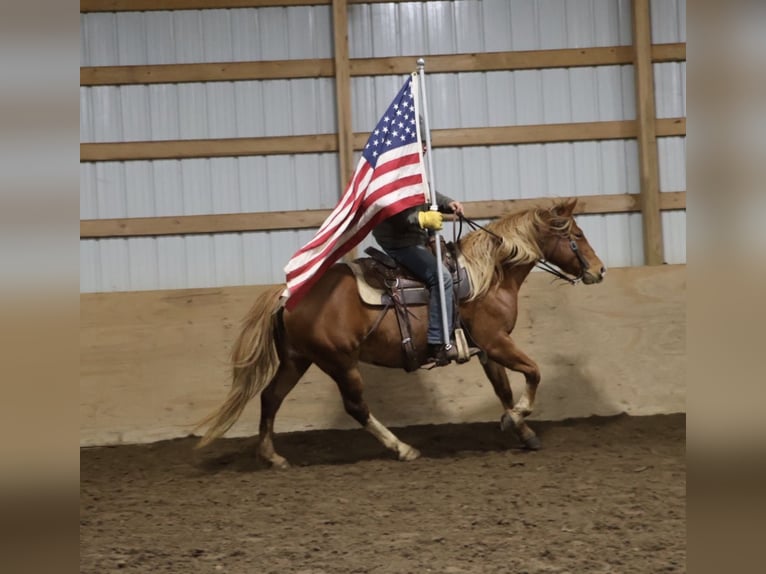 American Quarter Horse Mix Mare 5 years 15.1 hh Chestnut in Howell