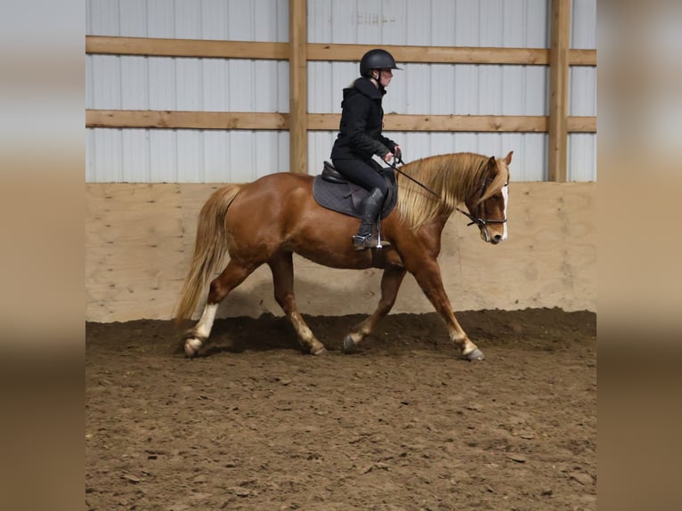 American Quarter Horse Mix Mare 5 years 15.1 hh Chestnut in Howell