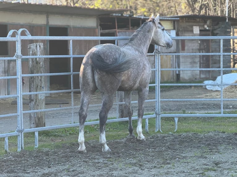 American Quarter Horse Mare 5 years 15.1 hh Grey in Sarzana