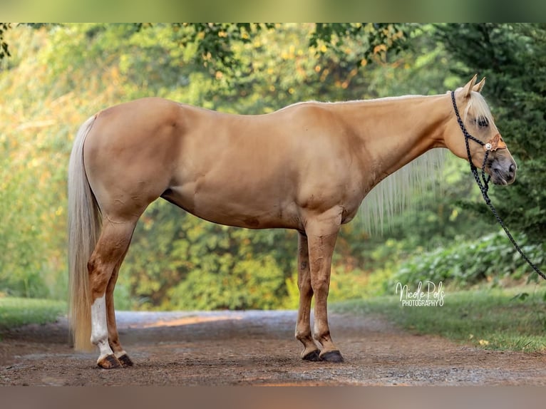 American Quarter Horse Mare 5 years 15,1 hh Palomino in Chatsworth, GA