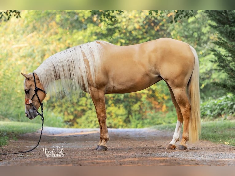 American Quarter Horse Mare 5 years 15,1 hh Palomino in Chatsworth, GA
