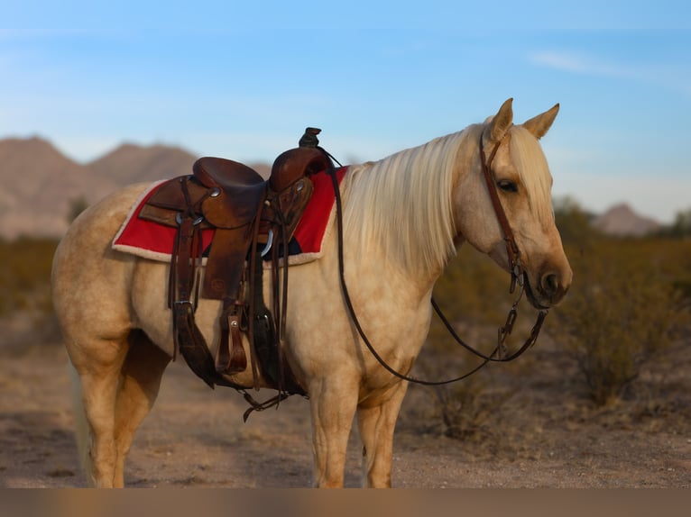 American Quarter Horse Mare 5 years 15,1 hh Palomino in Casa Grande, AZ