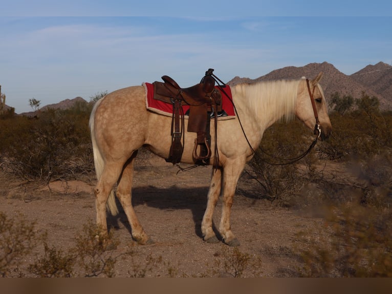 American Quarter Horse Mare 5 years 15,1 hh Palomino in Casa Grande, AZ