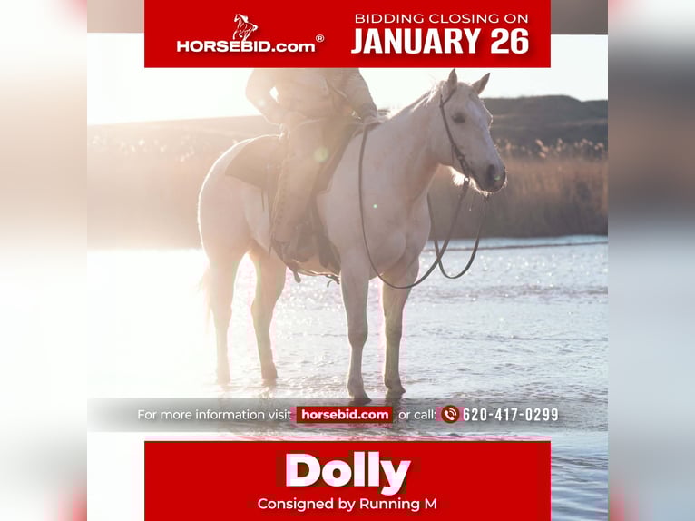 American Quarter Horse Mare 5 years 15.1 hh Palomino in Umbarger