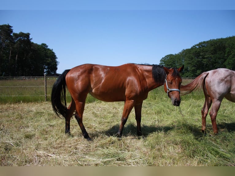 American Quarter Horse Mare 5 years 15,2 hh Brown in Straelen