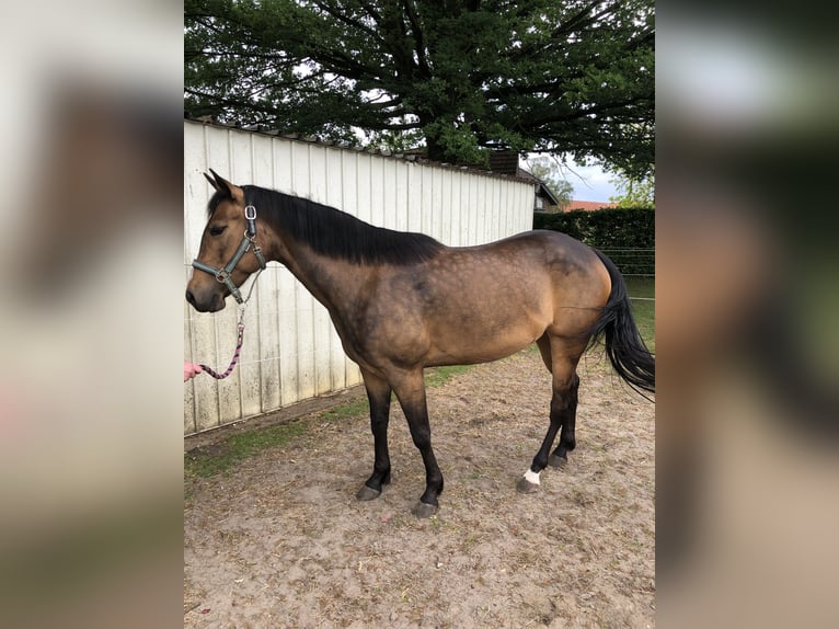 American Quarter Horse Mare 5 years 15,2 hh Buckskin in Dissen am Teutoburger Wald