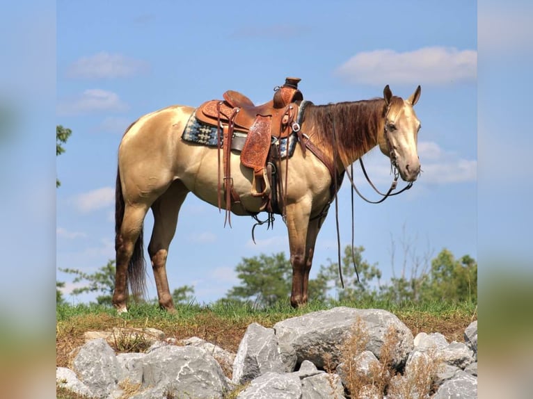 American Quarter Horse Mare 5 years 15,2 hh Champagne in Allenwood, PA