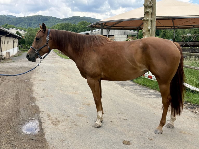 American Quarter Horse Mare 5 years 15.2 hh Chestnut in Floh-Seligenthal