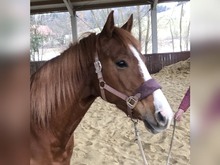 American Quarter Horse Mare 5 years 15,2 hh Chestnut-Red in Schattendorf