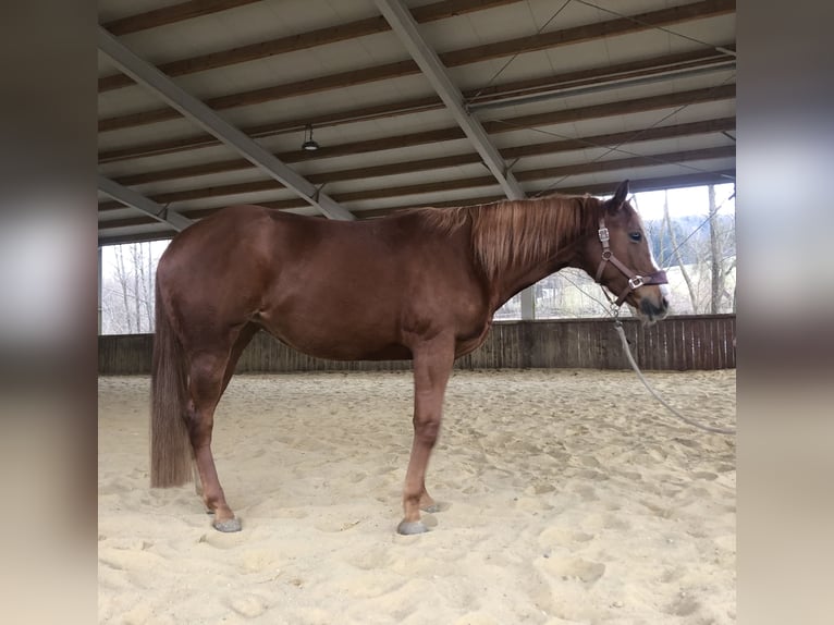 American Quarter Horse Mare 5 years 15,2 hh Chestnut-Red in Schattendorf