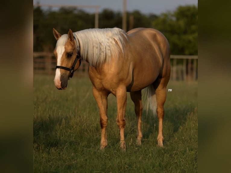 American Quarter Horse Mare 5 years 15,2 hh Palomino in Weatherford, TX