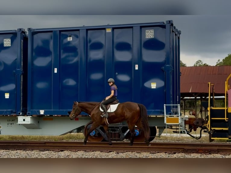 American Quarter Horse Mare 5 years 15.3 hh Bay in Ocala