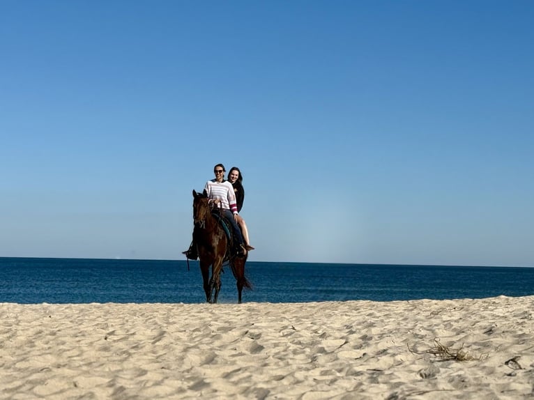 American Quarter Horse Mare 5 years 15.3 hh Bay in Ocala