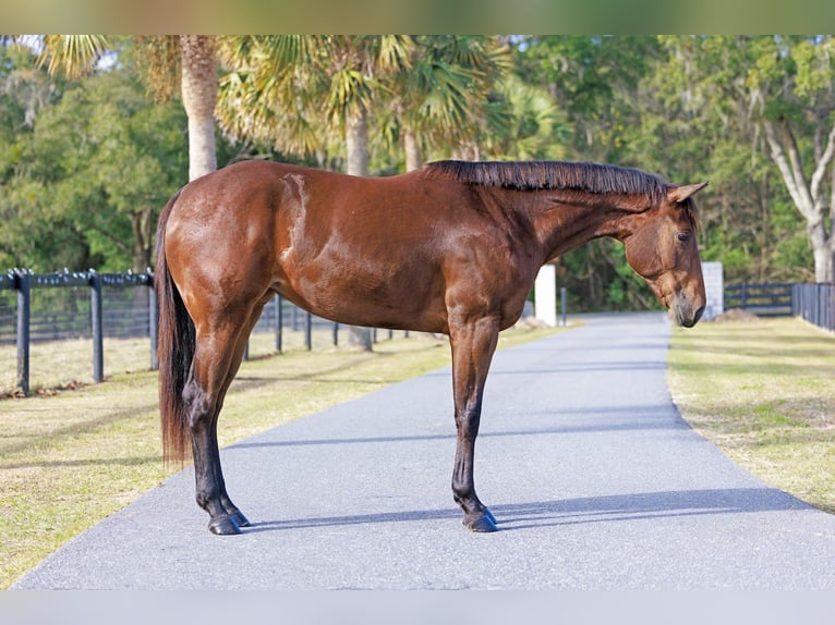 American Quarter Horse Mare 5 years 15.3 hh Bay in Ocala