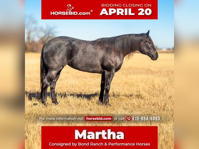 American Quarter Horse Mare 5 years 15.3 hh Roan-Blue in Ranger