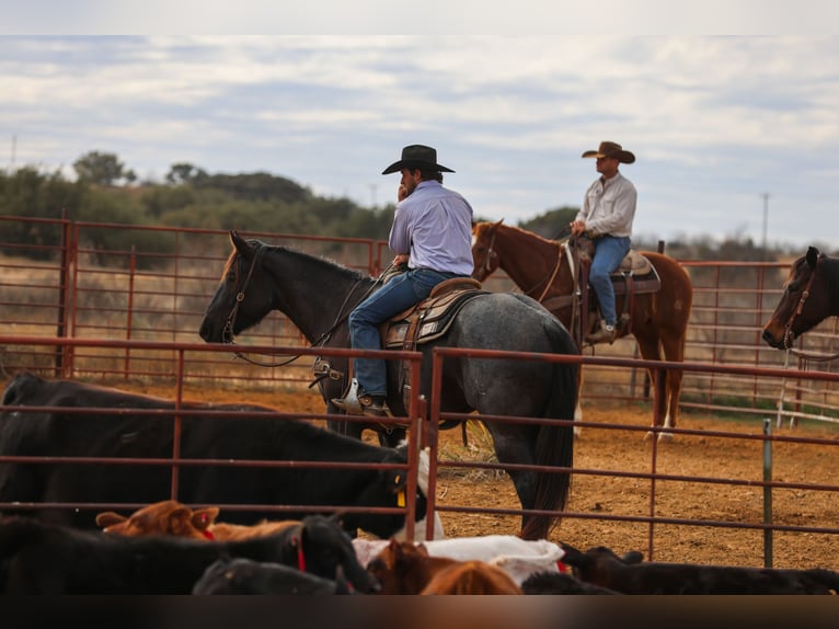 American Quarter Horse Mare 5 years 15.3 hh Roan-Blue in Ranger