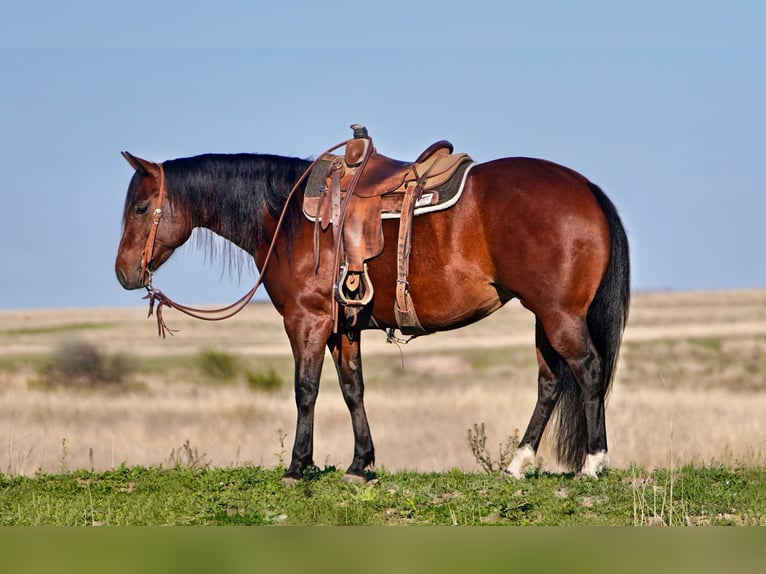 American Quarter Horse Mare 5 years 15 hh Bay in Canadian