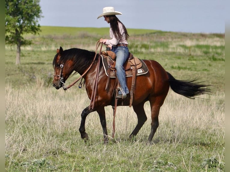 American Quarter Horse Mare 5 years 15 hh Bay in Canadian