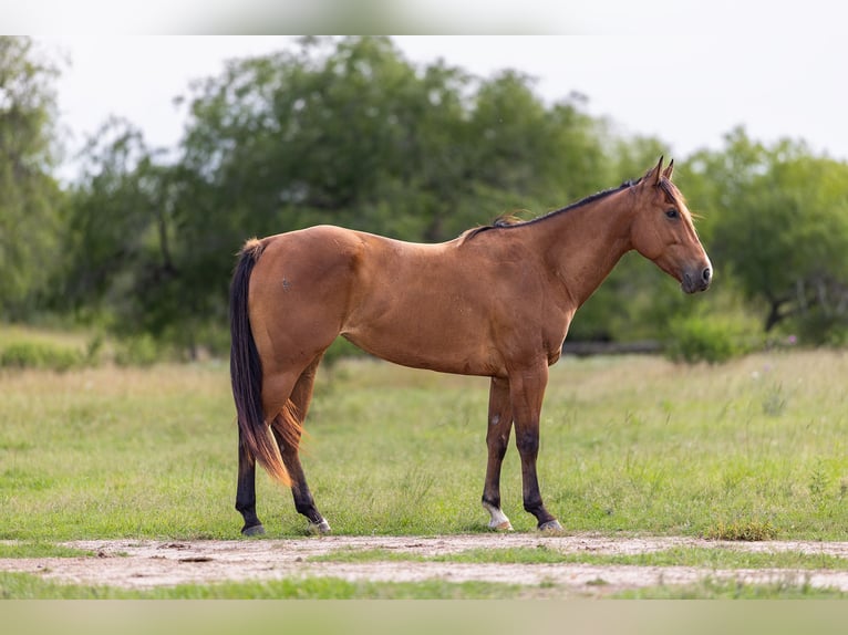 American Quarter Horse Mare 5 years 15 hh Bay in Victoria