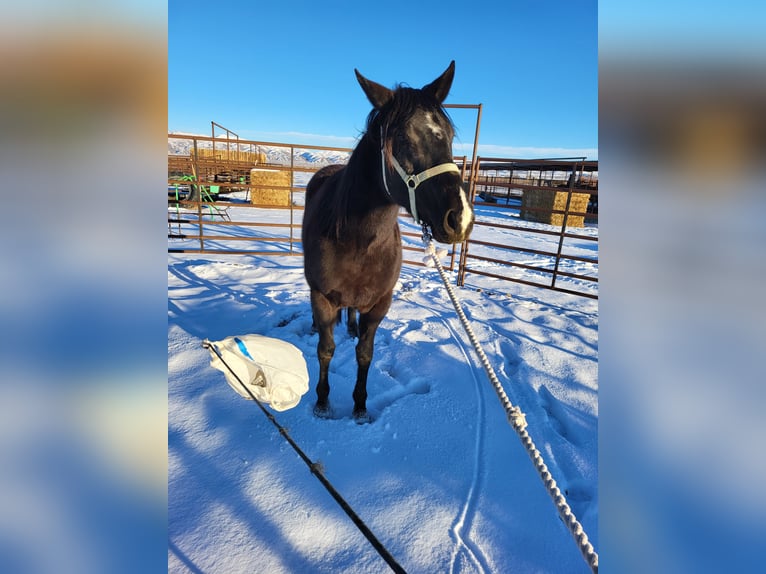 American Quarter Horse Mare 5 years 15 hh Black in Battle Mountain