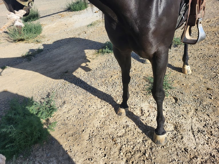 American Quarter Horse Mare 5 years 15 hh Black in Battle Mountain